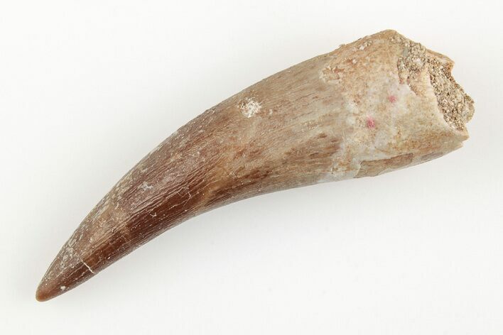 Fossil Plesiosaur (Zarafasaura) Tooth - Morocco #196716